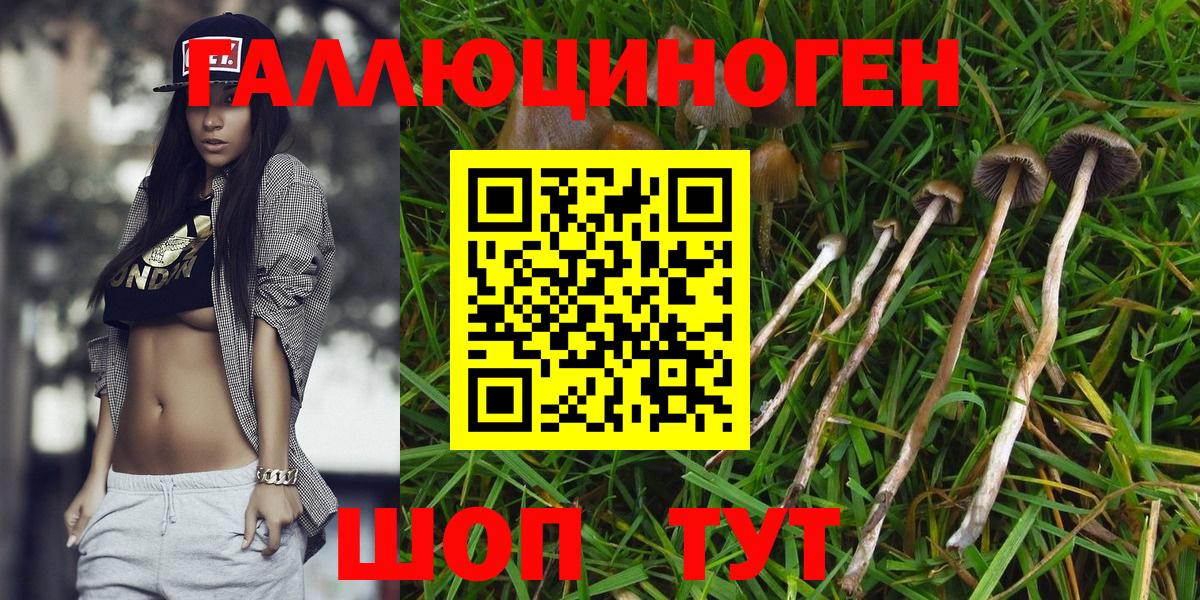 где найти   Галлюциногенные грибы мицелий  Дмитров  Вход с VPN  Псилоцибиновые грибы Cubensis 